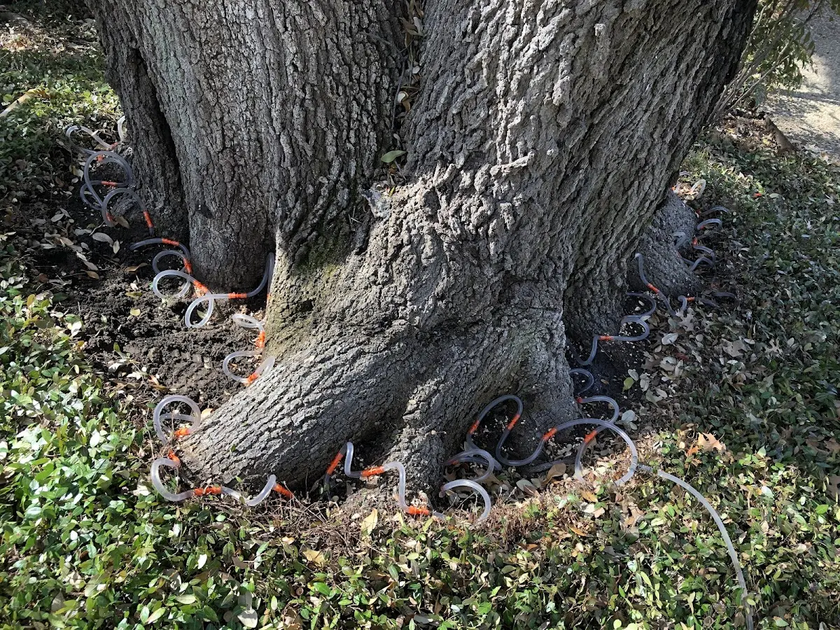 Detailed Tree Cabling and Bracing job site in Jamieson