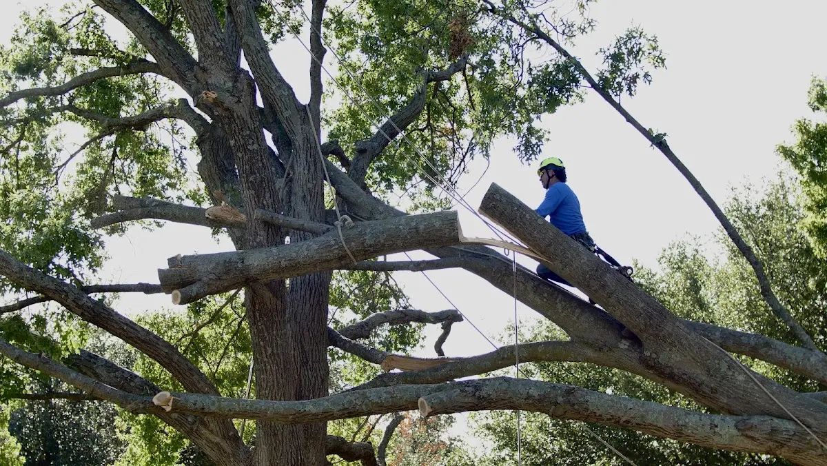 Professional Crown Thinning performed by certified arborists in Jamieson